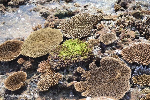 Miyako Island Corals
