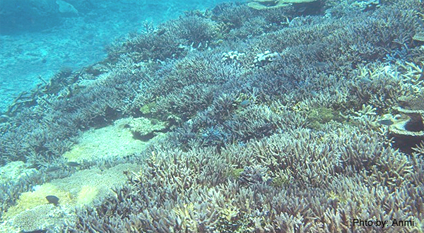 宮古島のサンゴ礁　八重干瀬