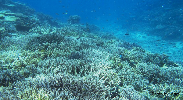 宮古島のサンゴ礁 八重干瀬