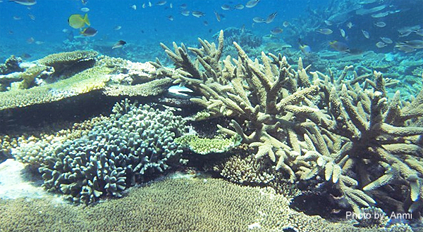 八重干瀬サンゴ礁