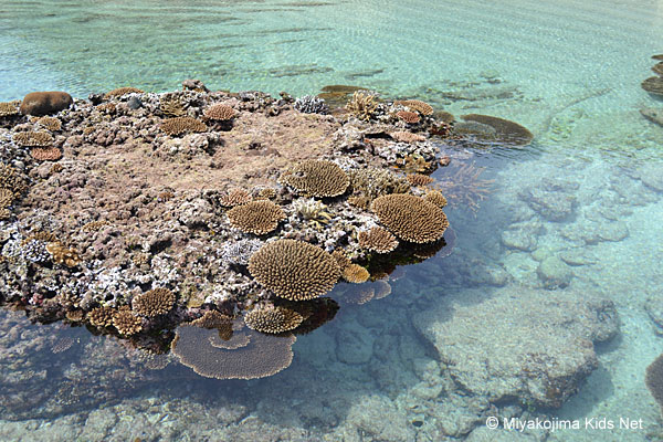 Miyako Island Corals