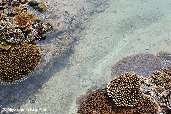 Miyako Island Corals