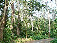 大野山林
